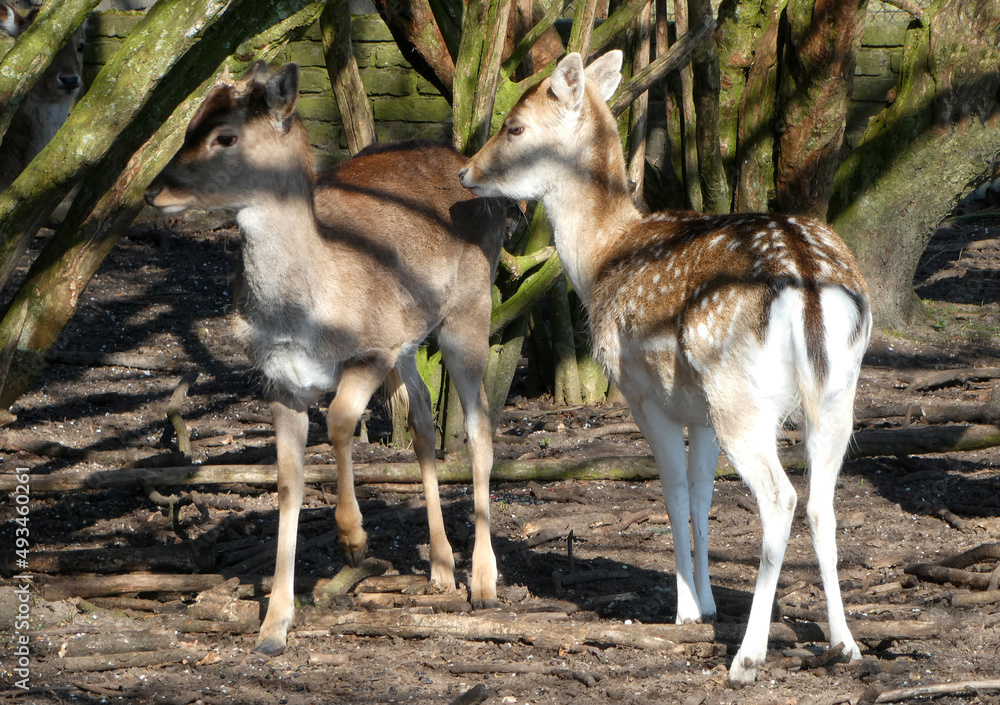 Two female European fallow deer
in springtime. One has still a winter coat, the other has putted her summer coat on. Two female European fallow deer
in springtime. One has still a winter coat, the other has putted her summer coat on.