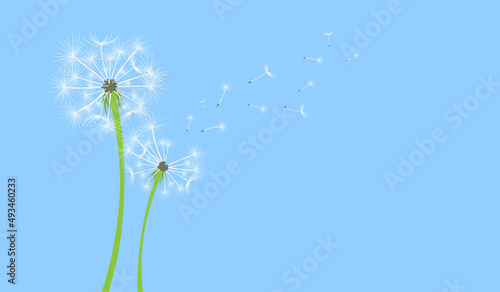 Colorful dandelion with flying seeds on blue background banner. Vector illustration for fabric  card design  baby clothings  print  wall decor  spring  summer sale banner.