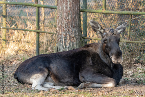 Fototapeta Naklejka Na Ścianę i Meble -  resting young moose without horns