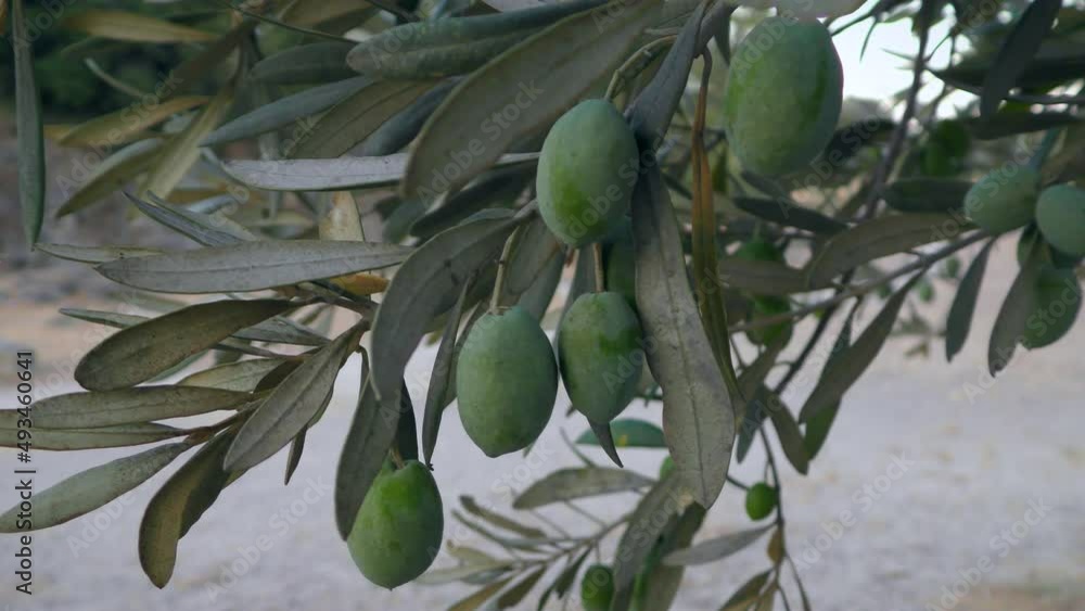 The wind gently shakes the branch with olives. The wind gently shakes the branch with olives.