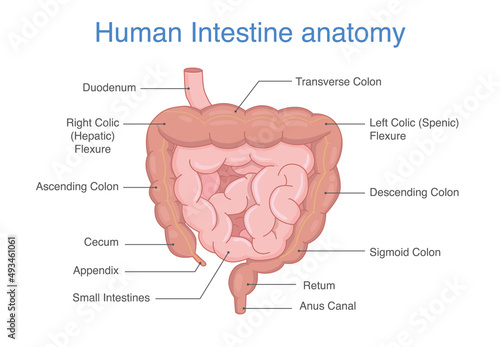 Human Intestines Anatomy and description for diagram. Illustration about medical and health in Digestive part.