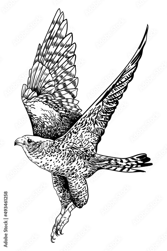Fototapeta premium illustration black and white bird wings eagle hawk flying