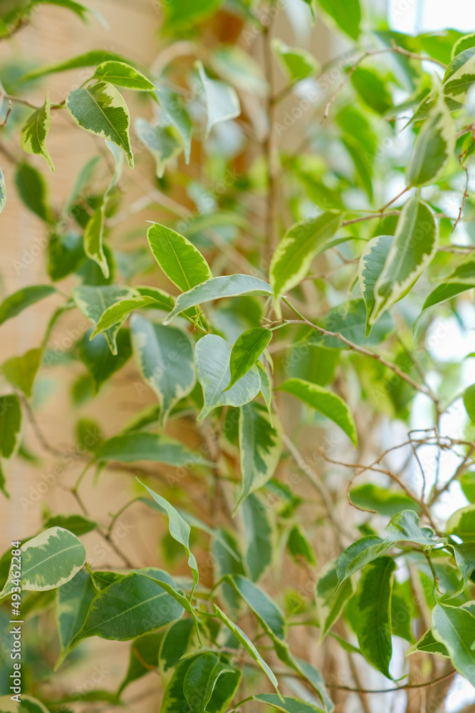 Bright green ficus botanical background. Potted indoor houseplants on the windowsill. Flower diseases. Aging and wilting, treatment. Houseplant care. Gardening and floristry as a hobby, business. Bright green ficus botanical background. Potted indoor houseplants on the windowsill. Flower diseases. Aging and wilting, treatment. Houseplant care. Gardening and floristry as a hobby, business.