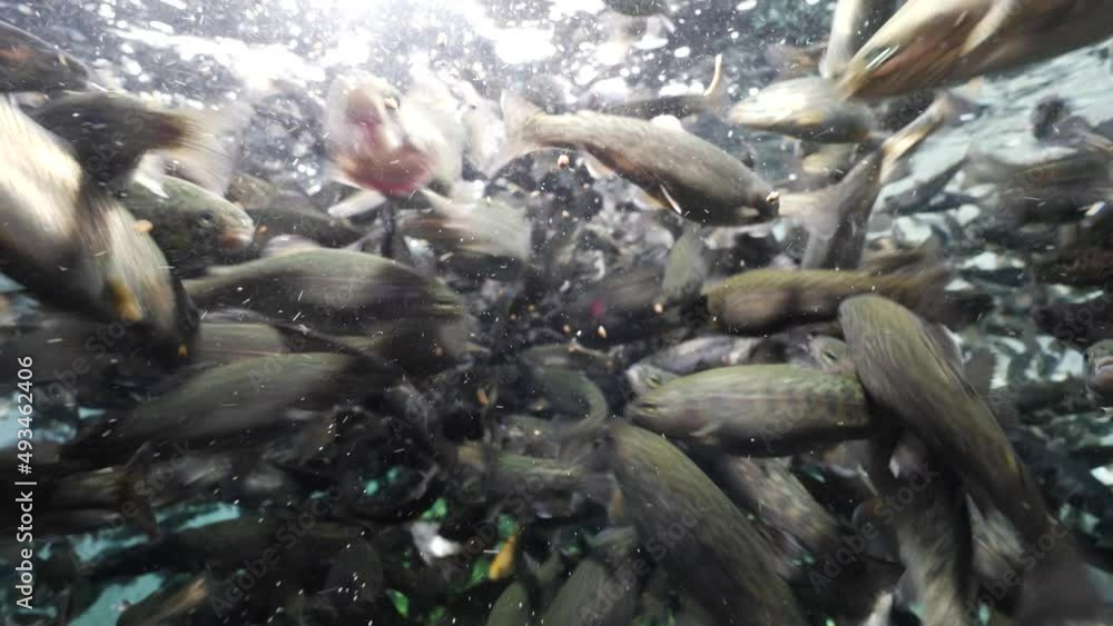 fish farm trout underwater feeding fenzy fish going crazy for food fish farm trout underwater feeding fenzy fish going crazy for food