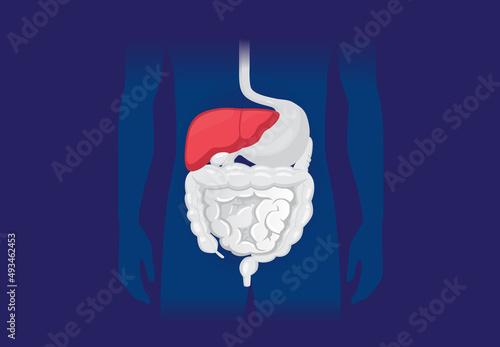 Inside the human body found the red liver in the Digestive system. Illustration about abnormal symptoms of the human liver.