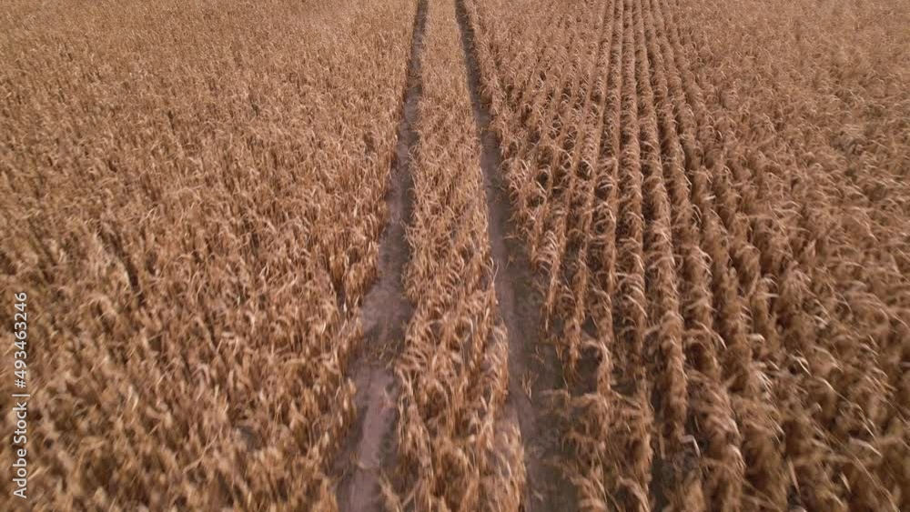 Flying over dry corn field, top view, Ukraine, Europe. Aerial view of cornfield of autumn in sunny day. Dried feed corn growing, farming business Flying over dry corn field, top view, Ukraine, Europe. Aerial view of cornfield of autumn in sunny day. Dried feed corn growing, farming business