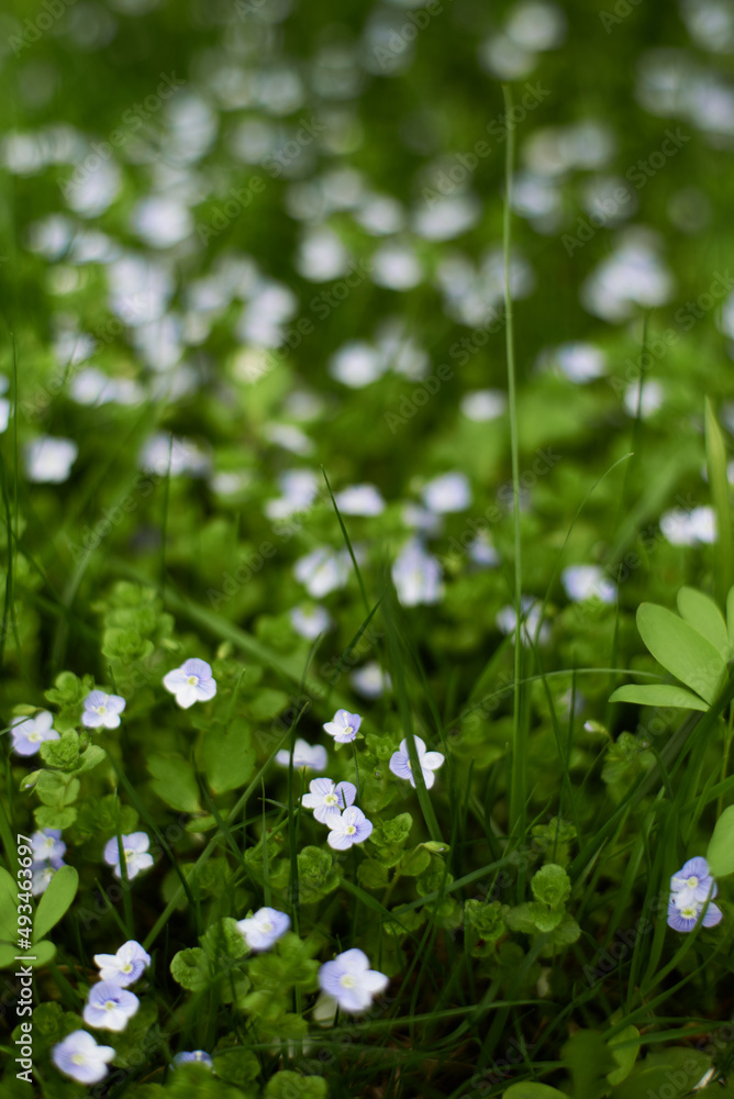 Small meadow flowers in tall grass in spring. Selective focus