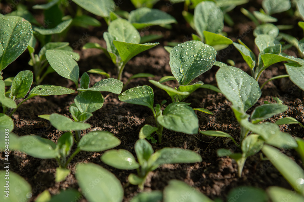 eggplant seedlings in a greenhouse. High quality photo eggplant seedlings in a greenhouse. High quality photo