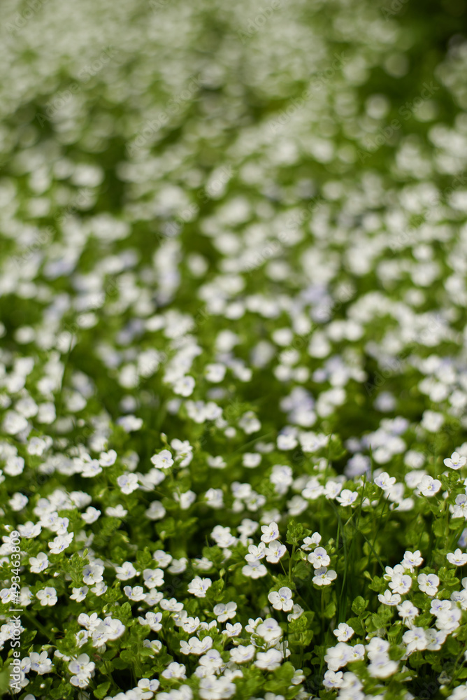 Small meadow flowers in tall grass in spring. Selective focus Small meadow flowers in tall grass in spring. Selective focus