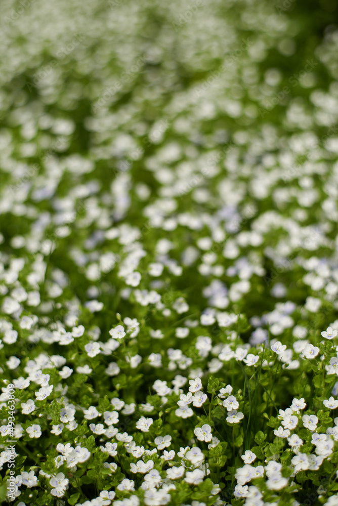 Small meadow flowers in tall grass in spring. Selective focus