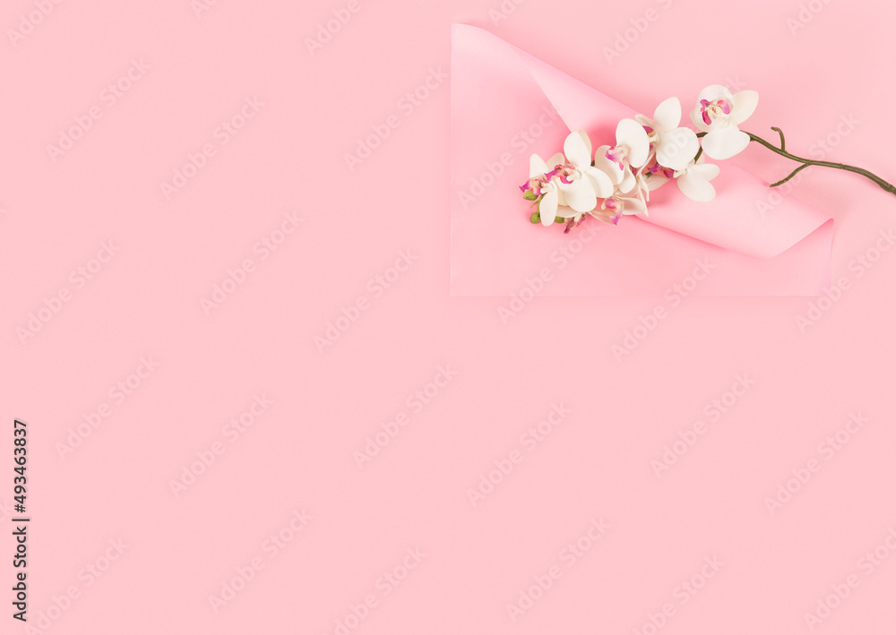 white orchid on pink ground white orchid on pink ground