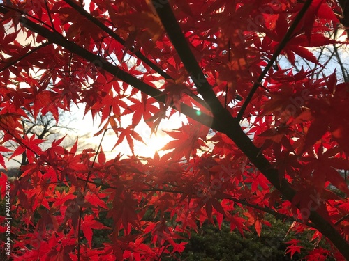 red autumn leaves