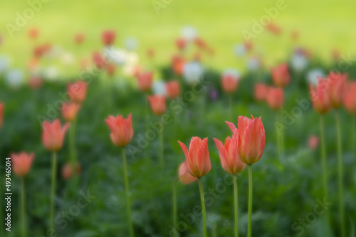 Field of tulips  three in focus. Blurred areas.