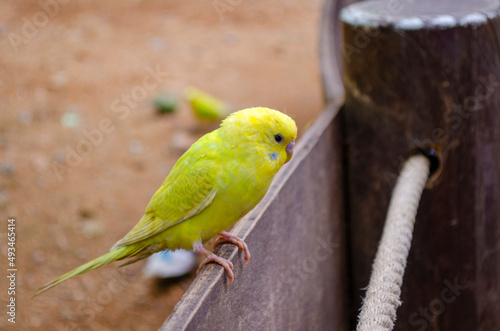 cute macaw parrot eating feed