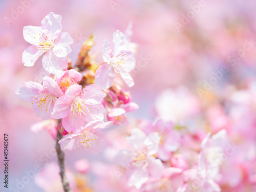 Beautiful pink cherry blossoms or sakura flowers in full bloom blowing by wind, Warm spring image, Nobody 
