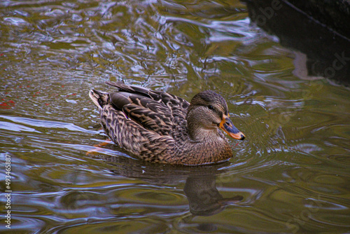 duck in the water