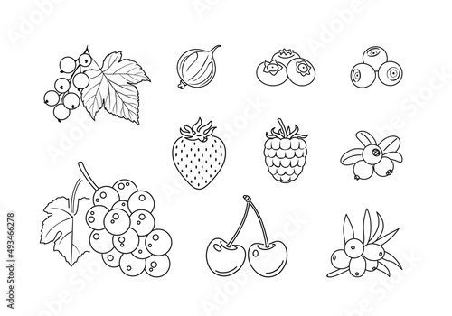 Outline berry fruit set. Vector simple icons. Silhouette of raspberry, strawberry, currant, grape, cherry, blueberry, bilberry and gooseberry.