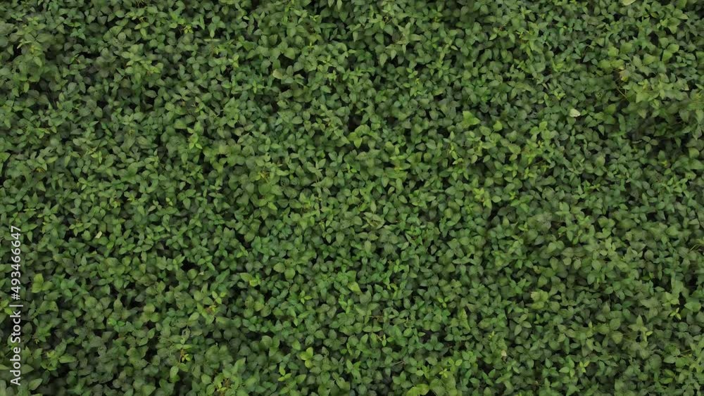 aero view of soybean crops aero view of soybean crops