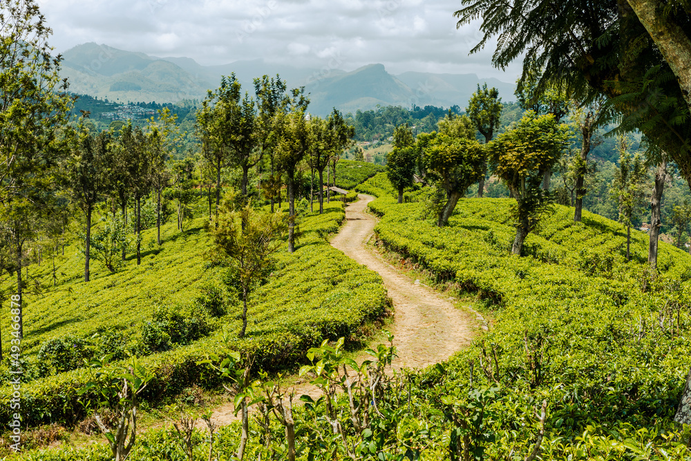 Sri Lanka Tea Plantation. Haputale, Sri Lanka.