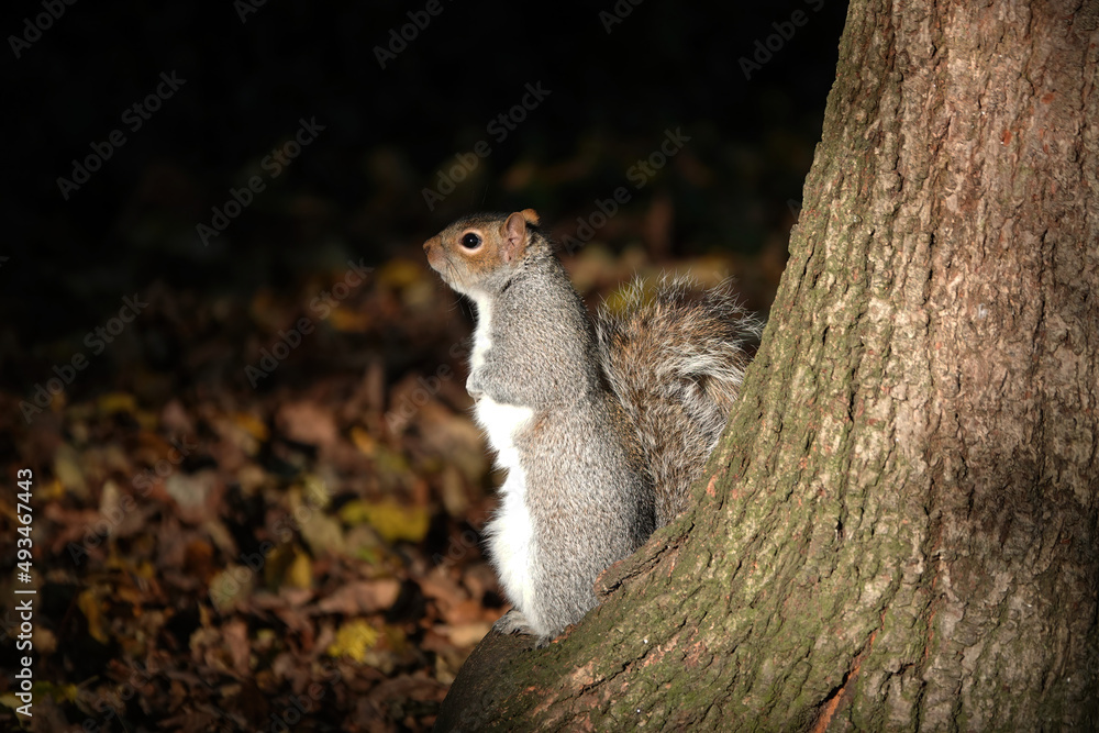 Fototapeta premium A cute selective focus shot of a grey squirrel standing on its hind legs at the foot of a tree in autumn. 
