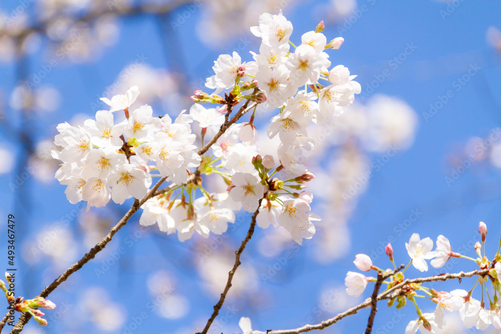 春の桜 春の桜