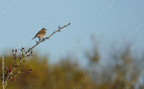 A selective focus shot of a meadow pipit perching on a twig in a woodland against a blurry background. 