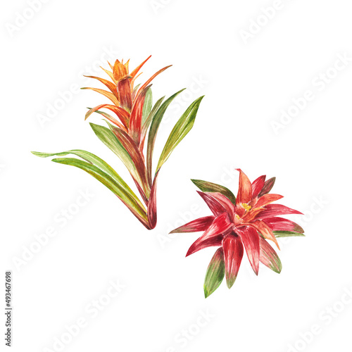 Tropical bromeliad plant with red and green leaves, hand-painted in watercolor. The illustration is highlighted on a white background. Spring or summer flower for weddings, invitations, postcards photo