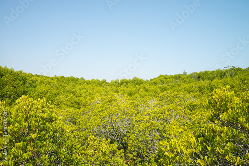 Green mangrove forest blue sky background sunny day. Mangroves are group of trees and shrubs that live in coastal intertidal zone. Save environmental and travel concept.