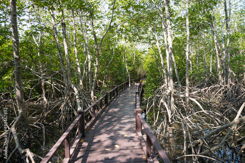 Wooden floor bridge in green mangrove forest sunny day. Mangroves are group of trees and shrubs that live in coastal intertidal zone. Save environmental and travel concept.