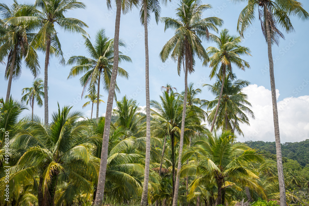 Beautiful coconut palm tree in sunny day background. Travel tropical summer beach holiday or save the earth concept.