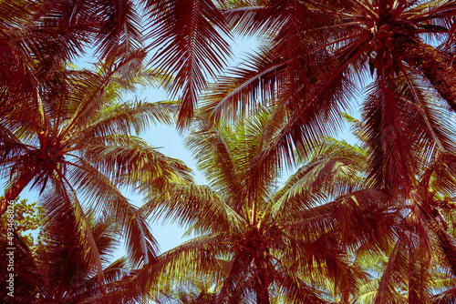 Beautiful coconut palm tree forest in sunshine day clear sky background color fun tone. Travel tropical summer beach holiday vacation or save the earth  nature environmental concept.