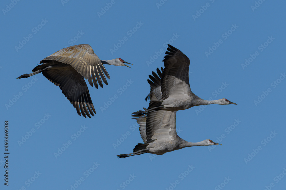 Obraz premium Migrating Greater Sandhill Cranes in Monte Vista, Colorado