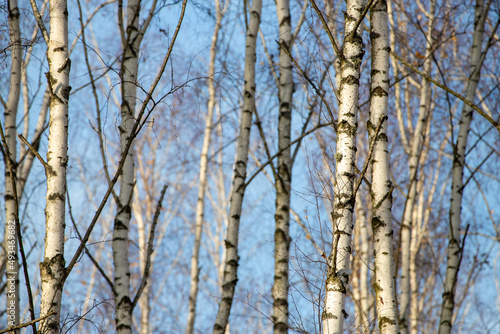 Branches of a silvery birch against a blue sky.