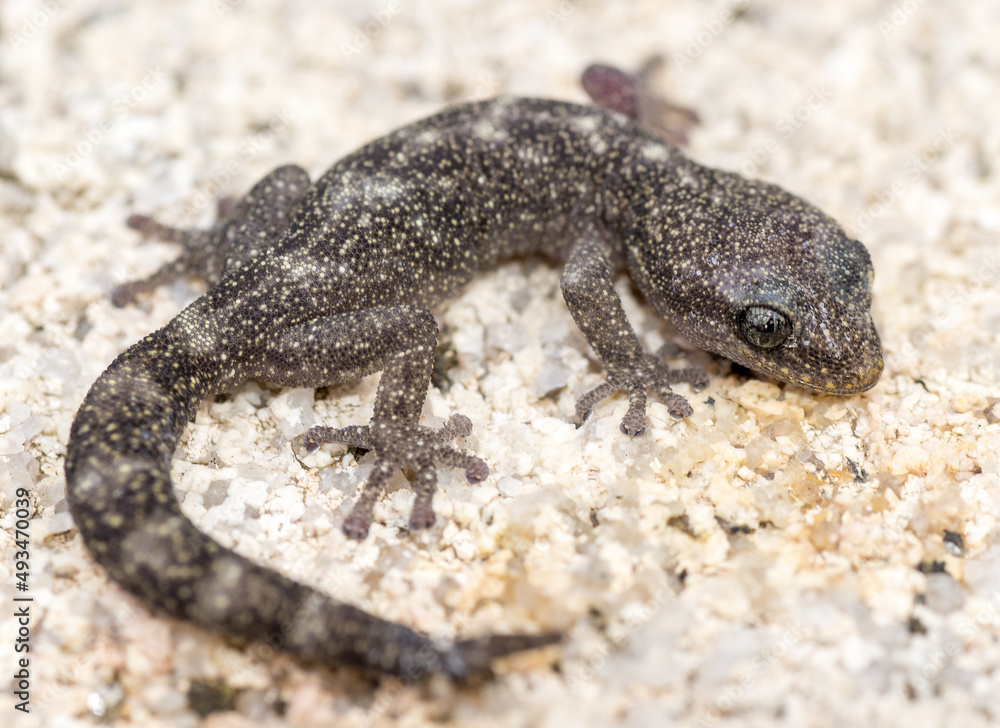 Fototapeta premium Tarantolino piccolo, Euleptes europaea, Rettile