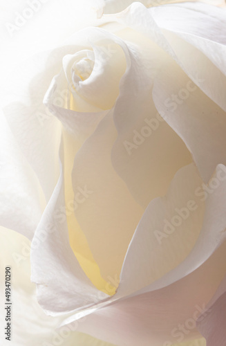 High key yellow rose.