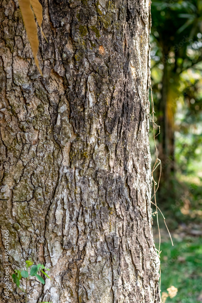 Selective focused aged tree trunk with rugged bark inside of the forest Selective focused aged tree trunk with rugged bark inside of the forest
