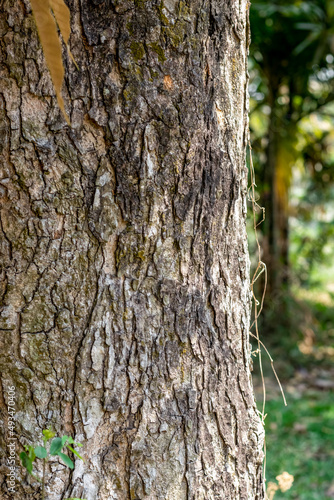 Fototapeta Naklejka Na Ścianę i Meble -  Selective focused aged tree trunk with rugged bark inside of the forest
