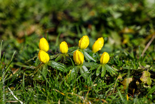 a yellow winterlings spring flowers photo