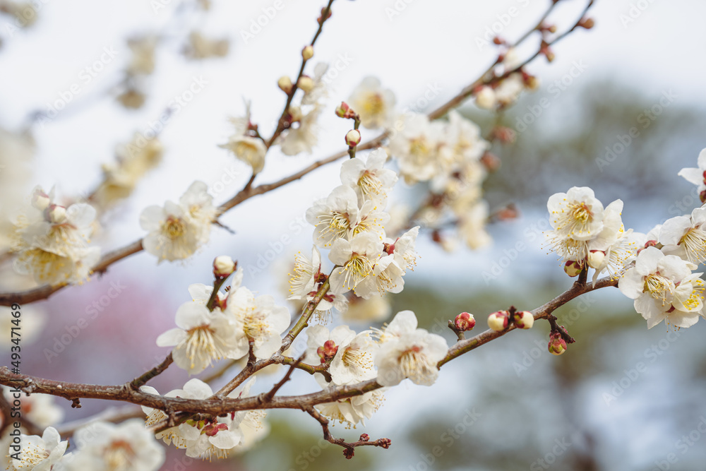 梅の花 梅の花