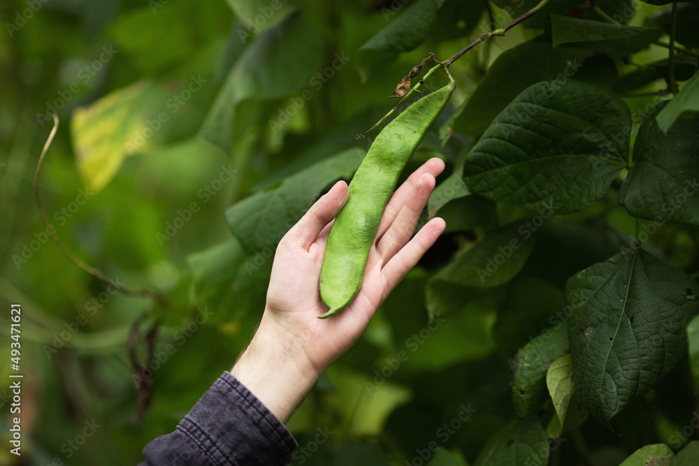Man farmer hands holding green bean pod in hand. Agricultural concept