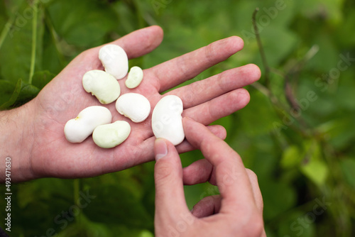 Man farmer hands holding green beans in hand. Agricultural concept