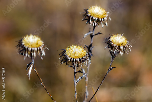 Fototapeta the heads of a sow thistle