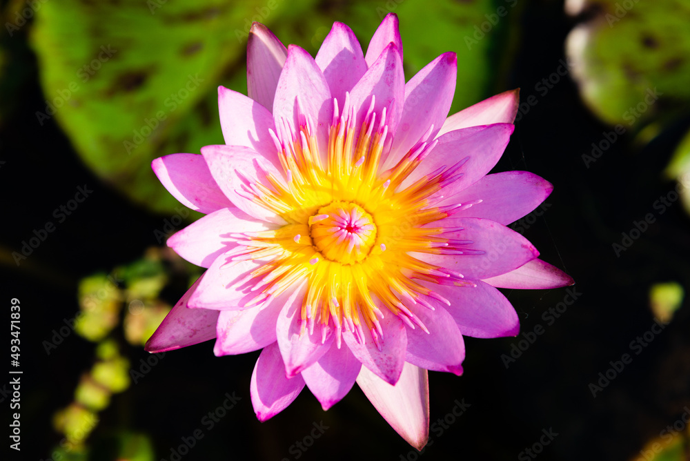 Pink Lotus Flower. Blooming water lily in a water garden. Pink Lotus Flower. Blooming water lily in a water garden.