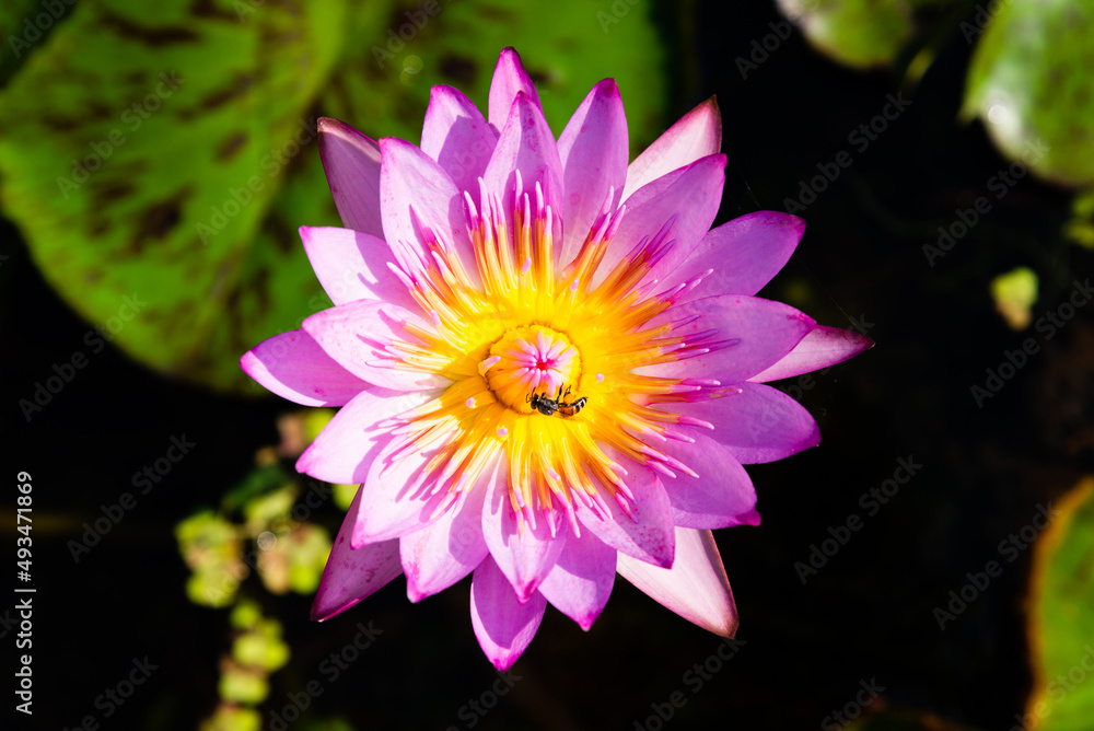 Pink Lotus Flower and Bee. Blooming water lily in a water garden. Pink Lotus Flower and Bee. Blooming water lily in a water garden.