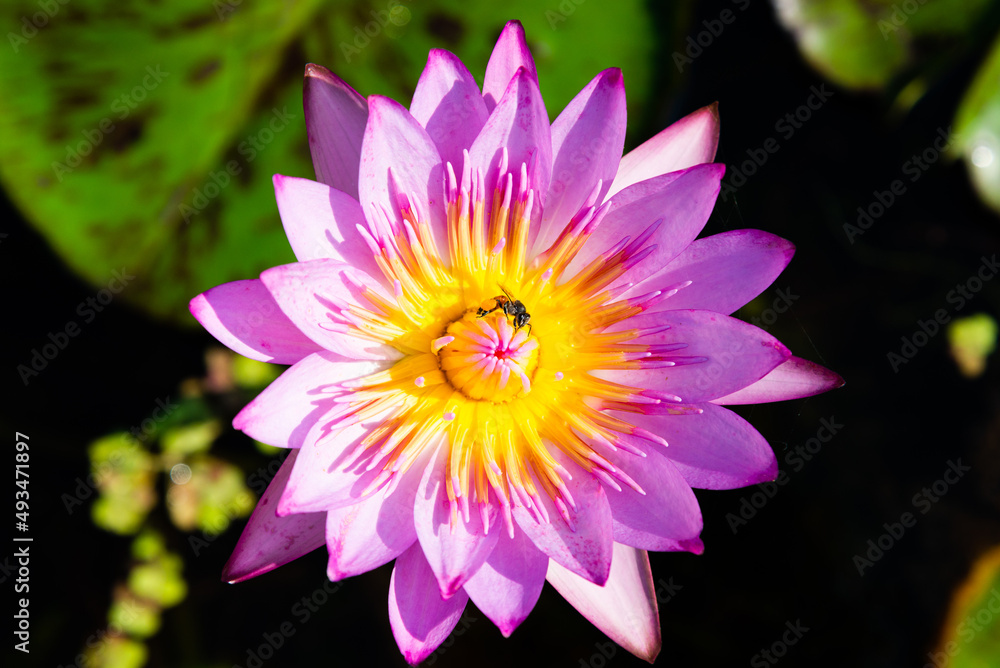 Pink Lotus Flower and Bee. Blooming water lily in a water garden. Pink Lotus Flower and Bee. Blooming water lily in a water garden.