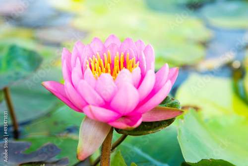 Pink Lotus Flower. Blooming water lily in a water garden.