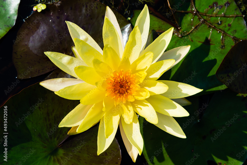 Yellow Lotus Flower Blooming water lily in a water garden Yellow Lotus Flower Blooming water lily in a water garden