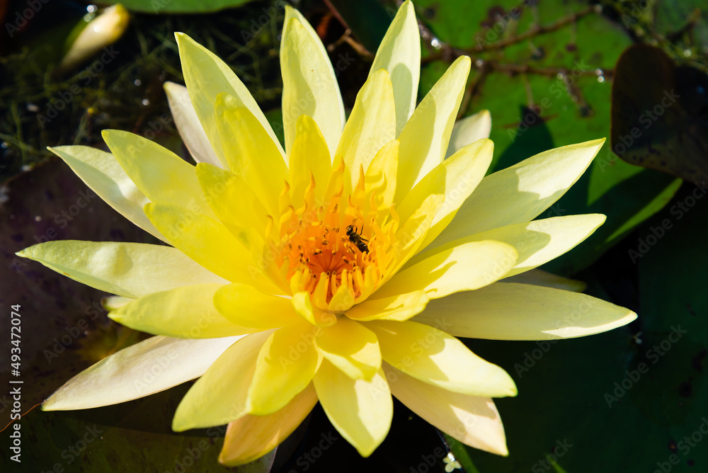 Yellow Lotus Flower and Bee. Blooming water lily in a water garden Yellow Lotus Flower and Bee. Blooming water lily in a water garden