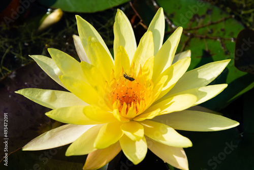 Yellow Lotus Flower and Bee. Blooming water lily in a water garden
