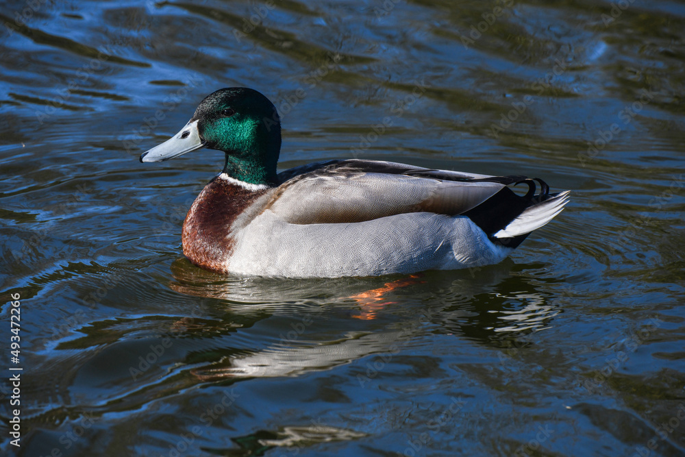 Canard Colvert Canard Colvert
